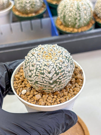 Astrophytum V Type (at2) (01) | Live Plant | Rare Collection