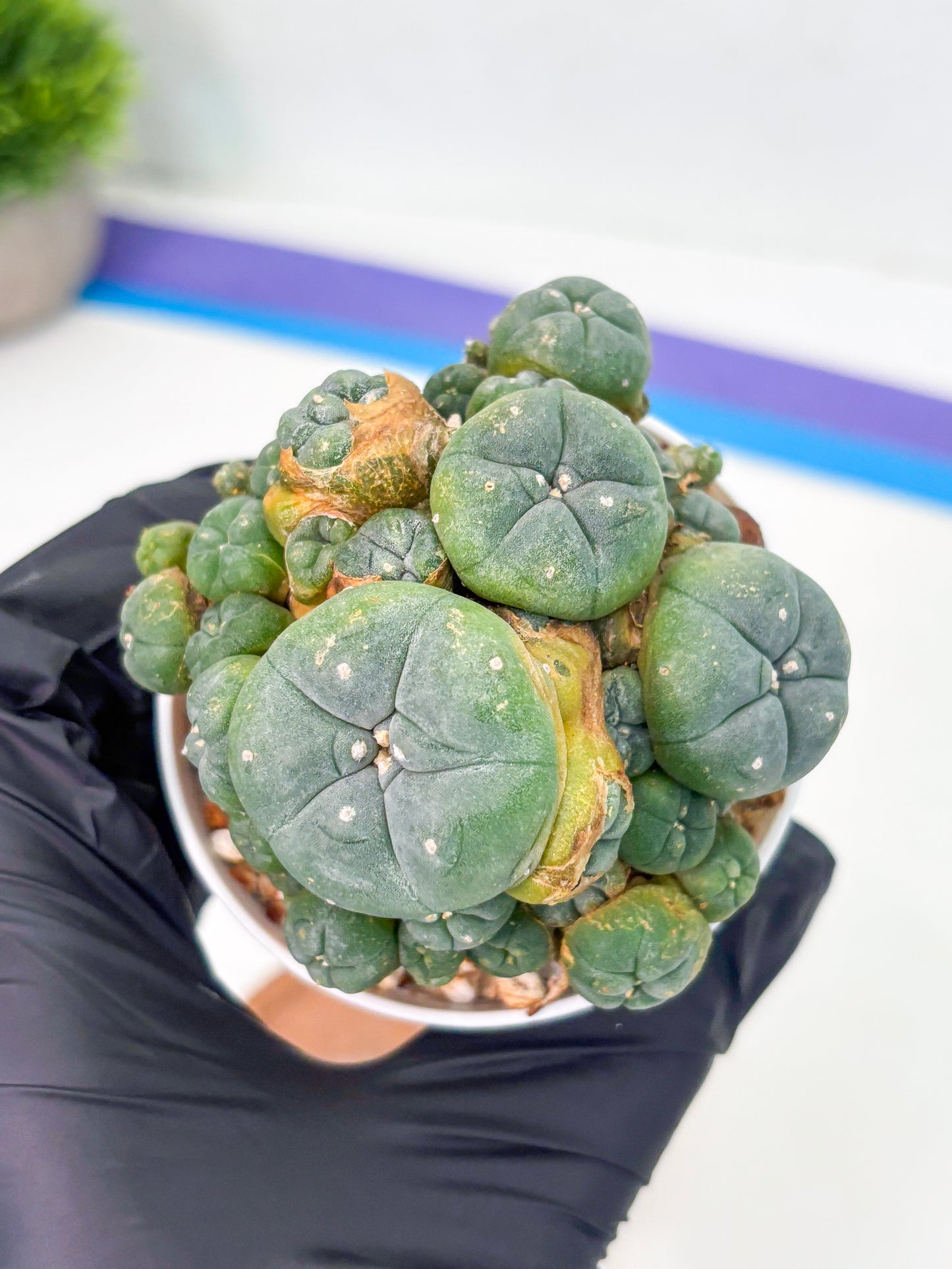 Spineless Cactus (Lo1) (p1) | For Advanced Growers