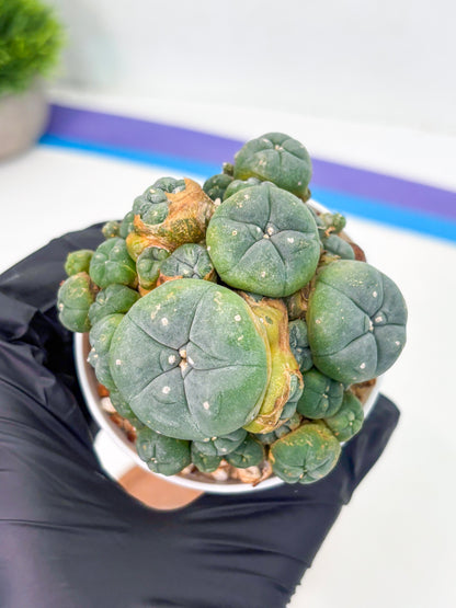 Spineless Cactus (Lo1) (p1) | For Advanced Growers