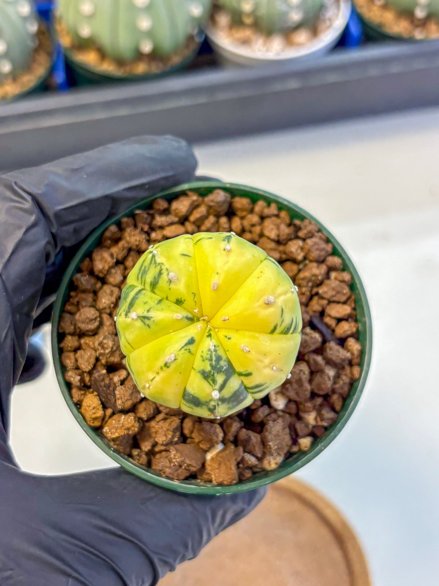 Astrophytum Variegated (at9) (01) | Rare Plant | Live Cactus