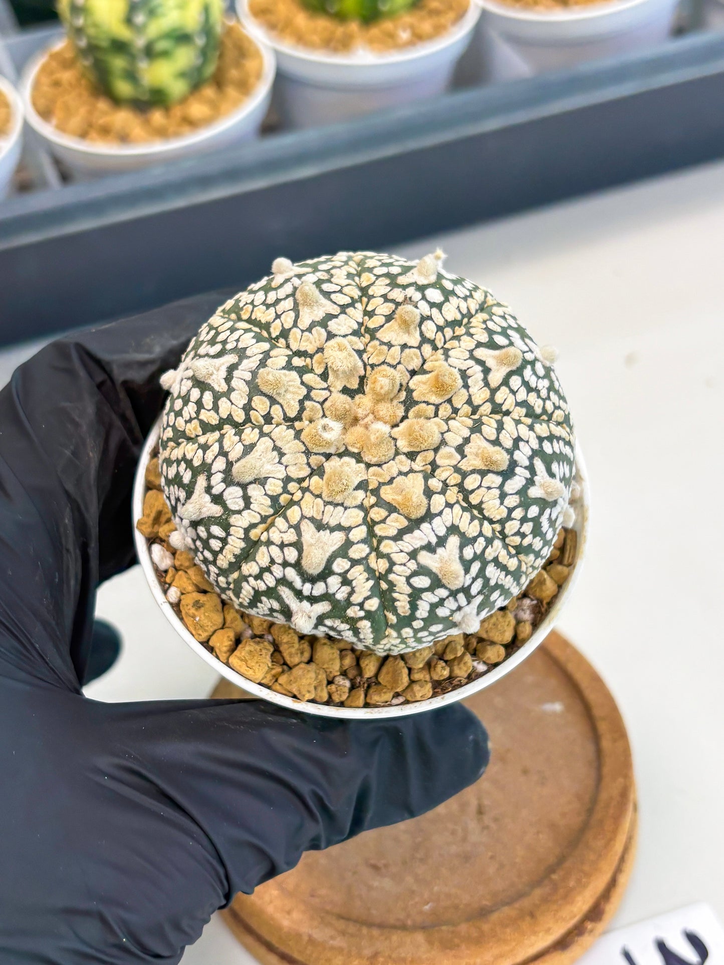 Astrophytum V-Type (at1) (p3) | Imported Cactus
