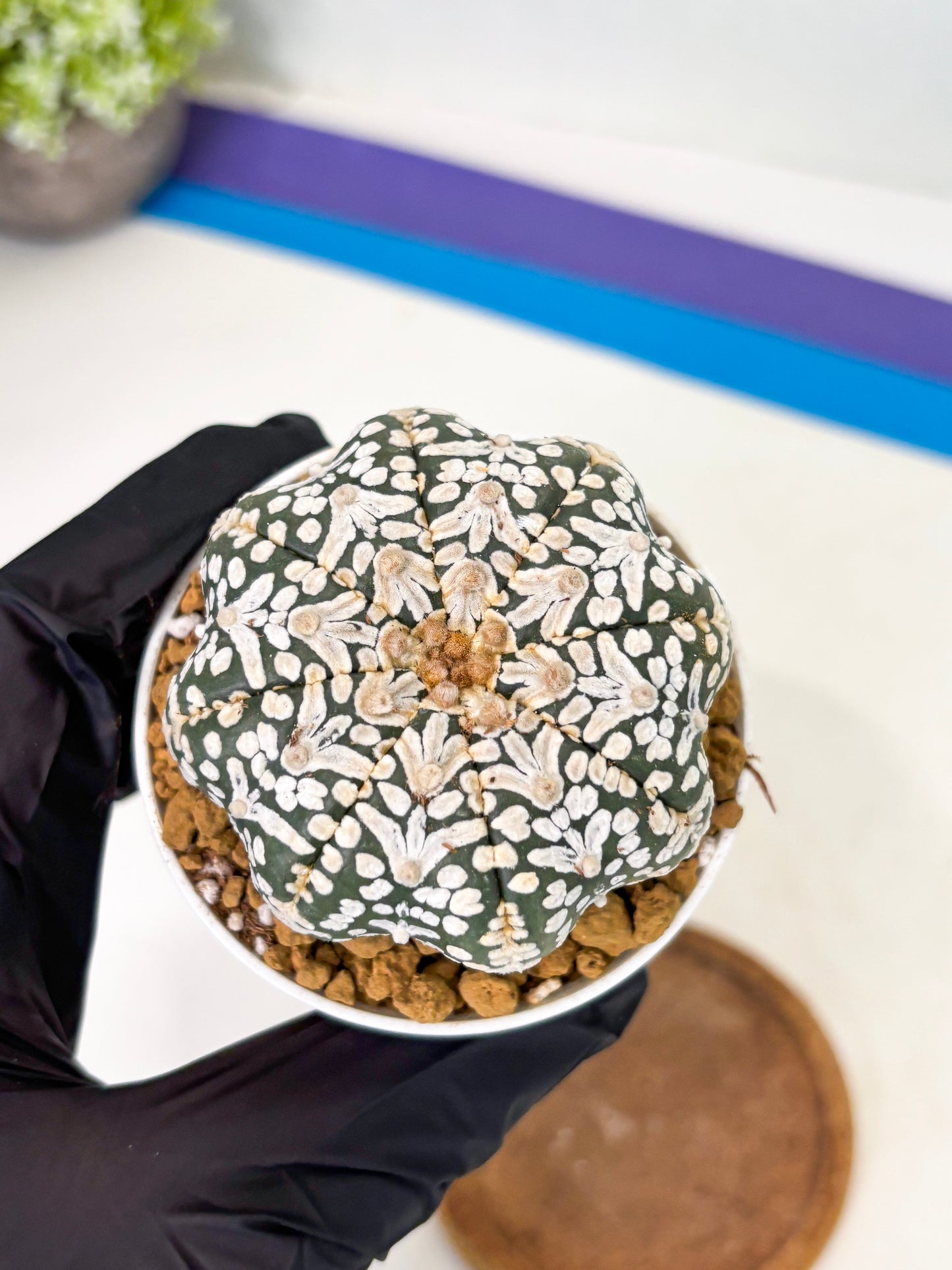 Astrophytum Star Shape (at2) (b2) | Japanese Import