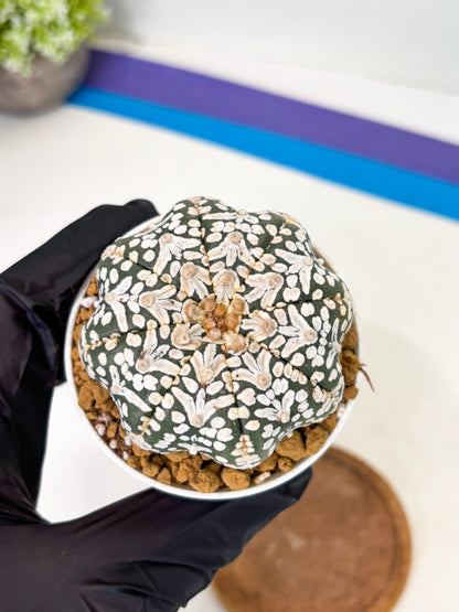 Astrophytum Star Shape (at2) (b2) | Japanese Import