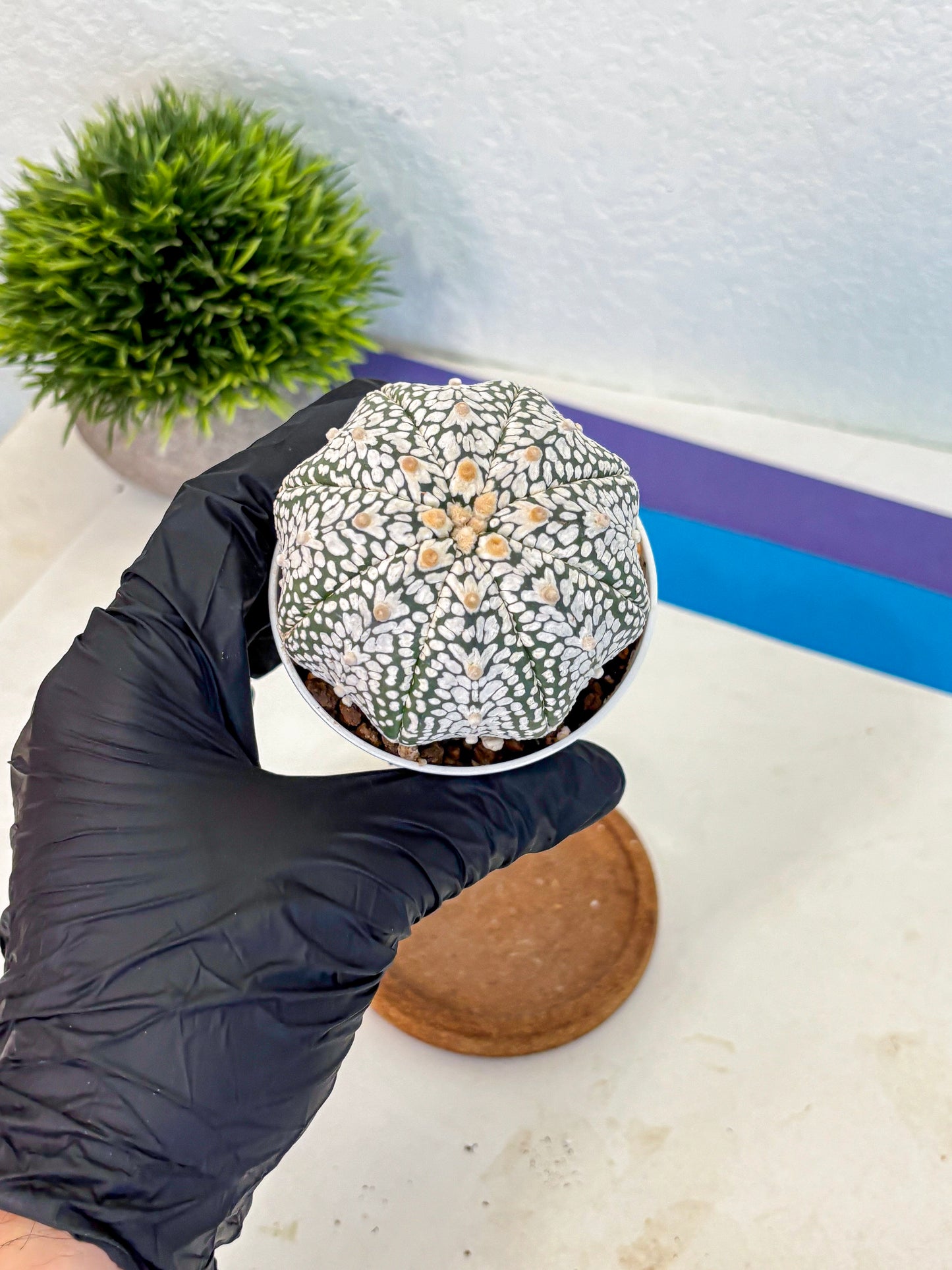 Astrophytum V Type (at5) (07) |  Sea urchin cactus