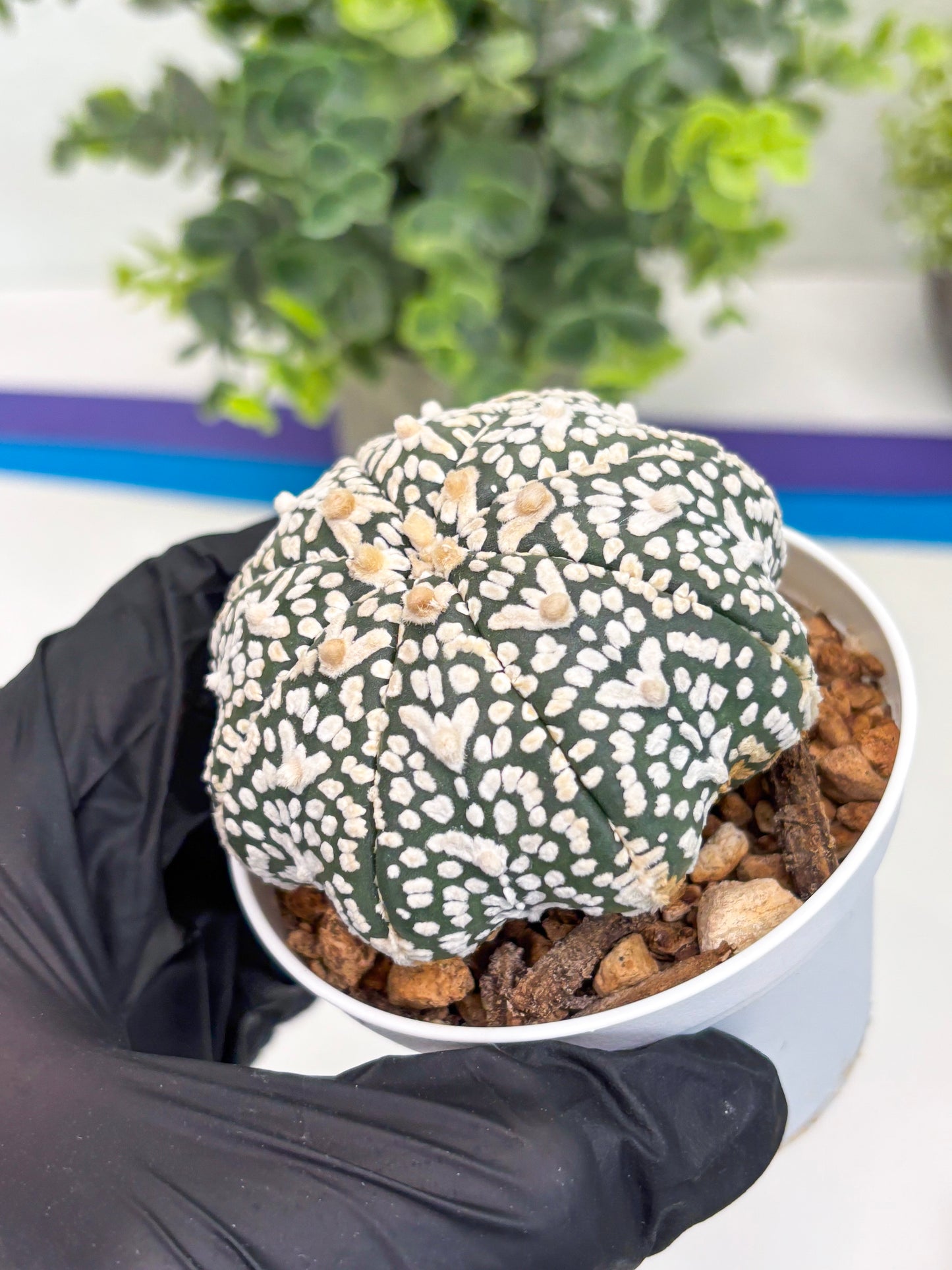 Astrophytum Super Kabuto V Type (T4) (p4) | USA Plant SHOP