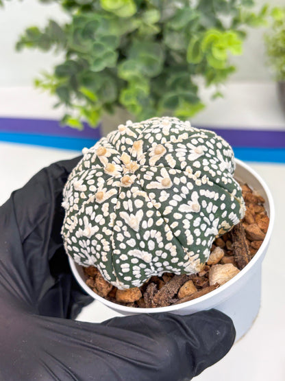 Astrophytum Super Kabuto V Type (T4) (p4) | USA Plant SHOP