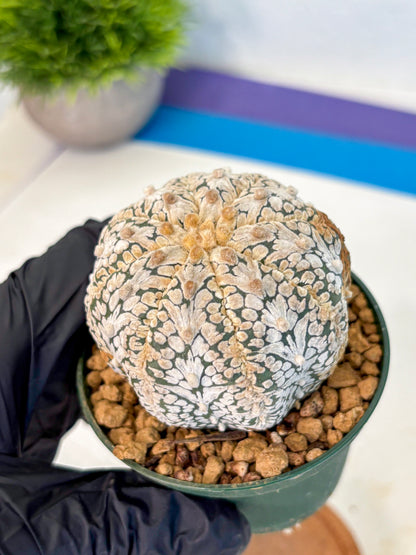 Astrophytum V Type (at2) (07) | Live Plant | Rare Collection