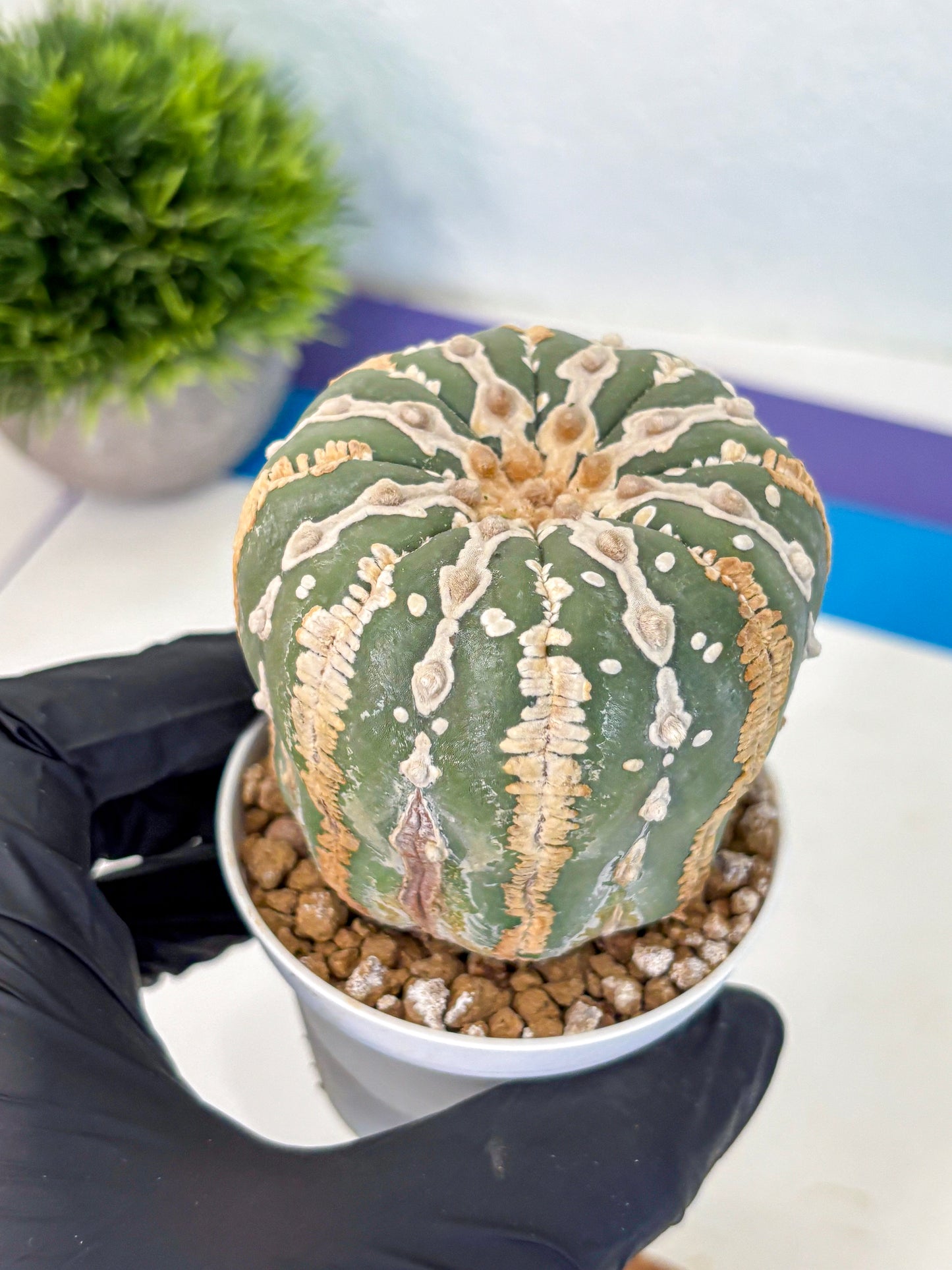 Astrophytum V Type Nudum (at9) (07) | Live Cactus