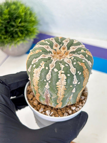 Astrophytum V Type Nudum (at9) (07) | Live Cactus