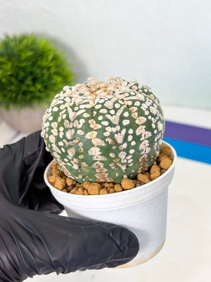 Astrophytum V-Type (at4) (r7) | Ship from Nevada