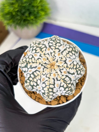 Astrophytum Star Shape (at4) (g1) | Imported Plant