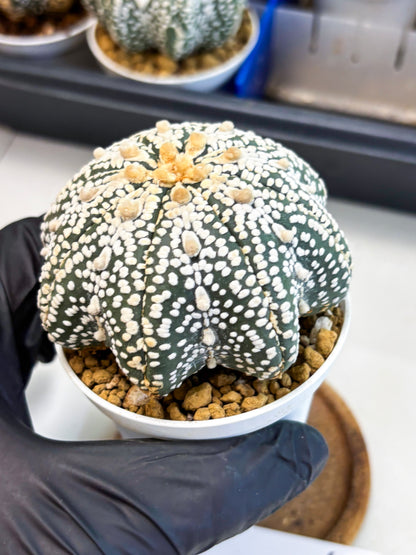 Astrophytum Star Shape (at4) (g5) | Imported Plant