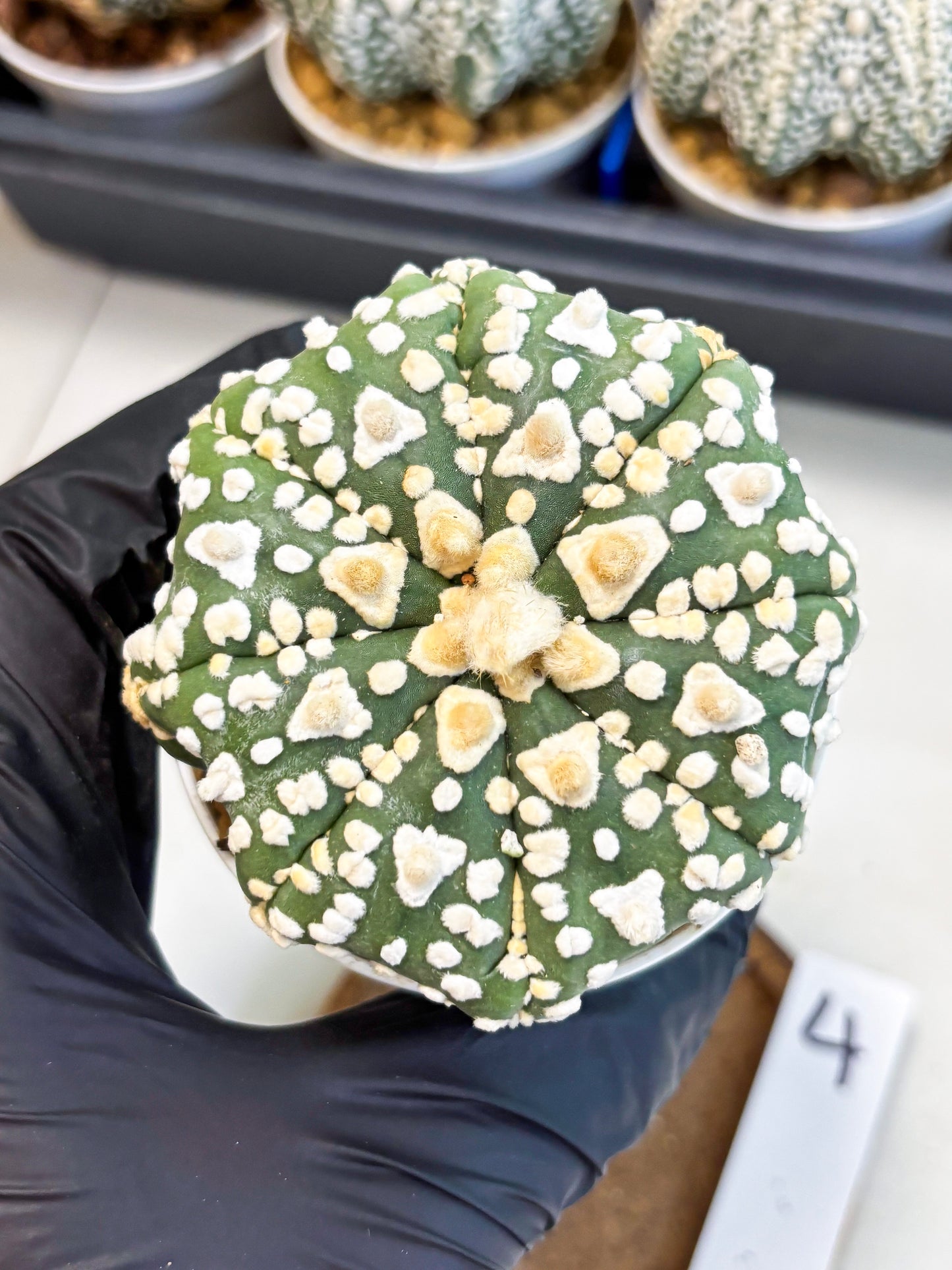 Astrophytum V-Type (at4) (y4) | Ship from Nevada