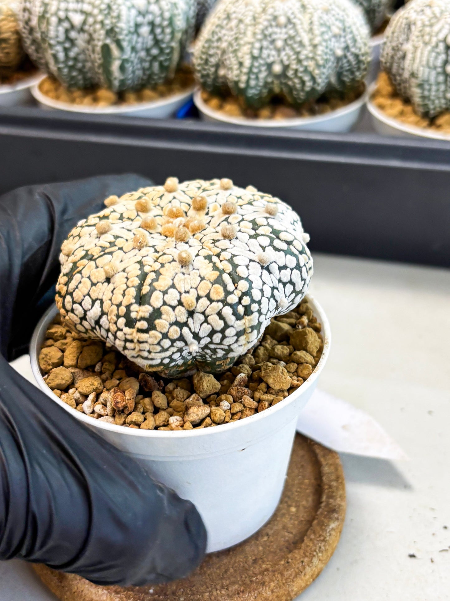 Astrophytum Star Shape (at4) (g2) | Imported Plant