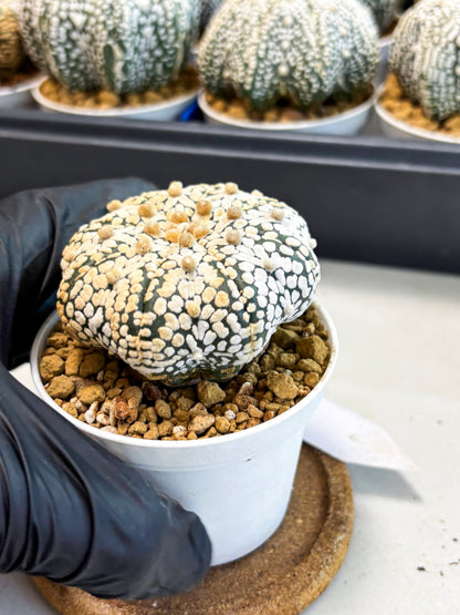 Astrophytum Star Shape (at4) (g2) | Imported Plant