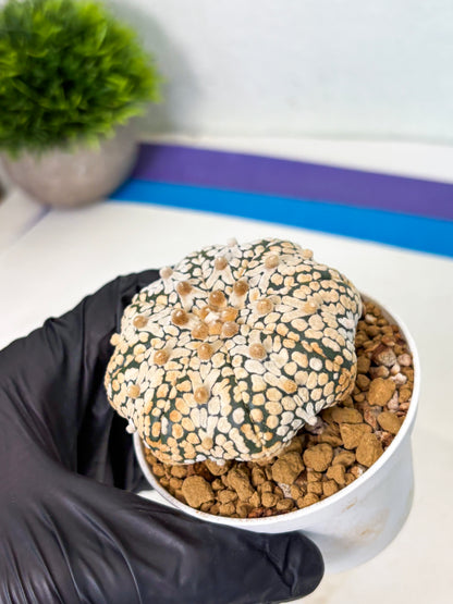 Astrophytum Star Shape (at4) (g2) | Imported Plant