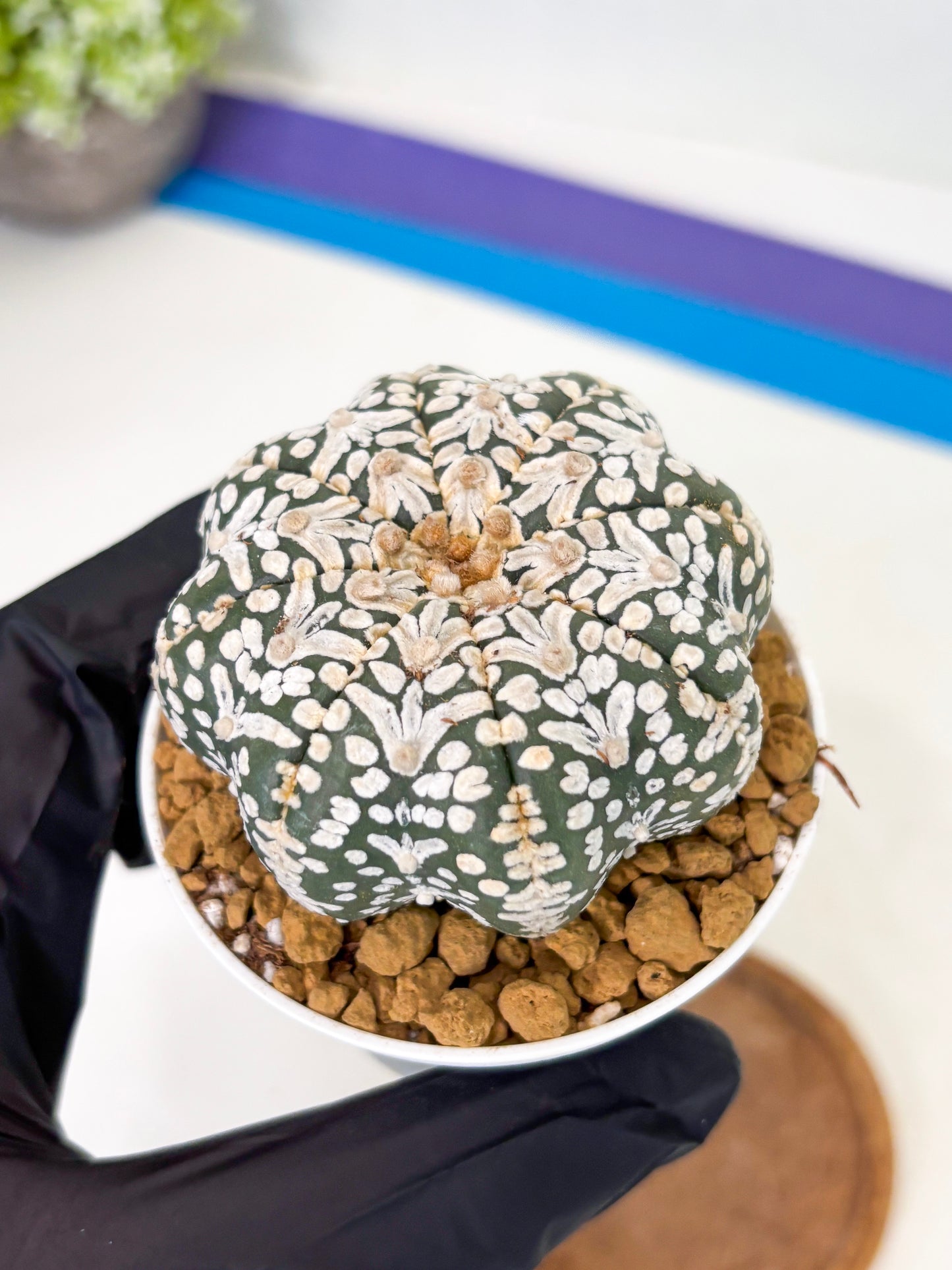 Astrophytum Star Shape (at2) (b2) | Japanese Import