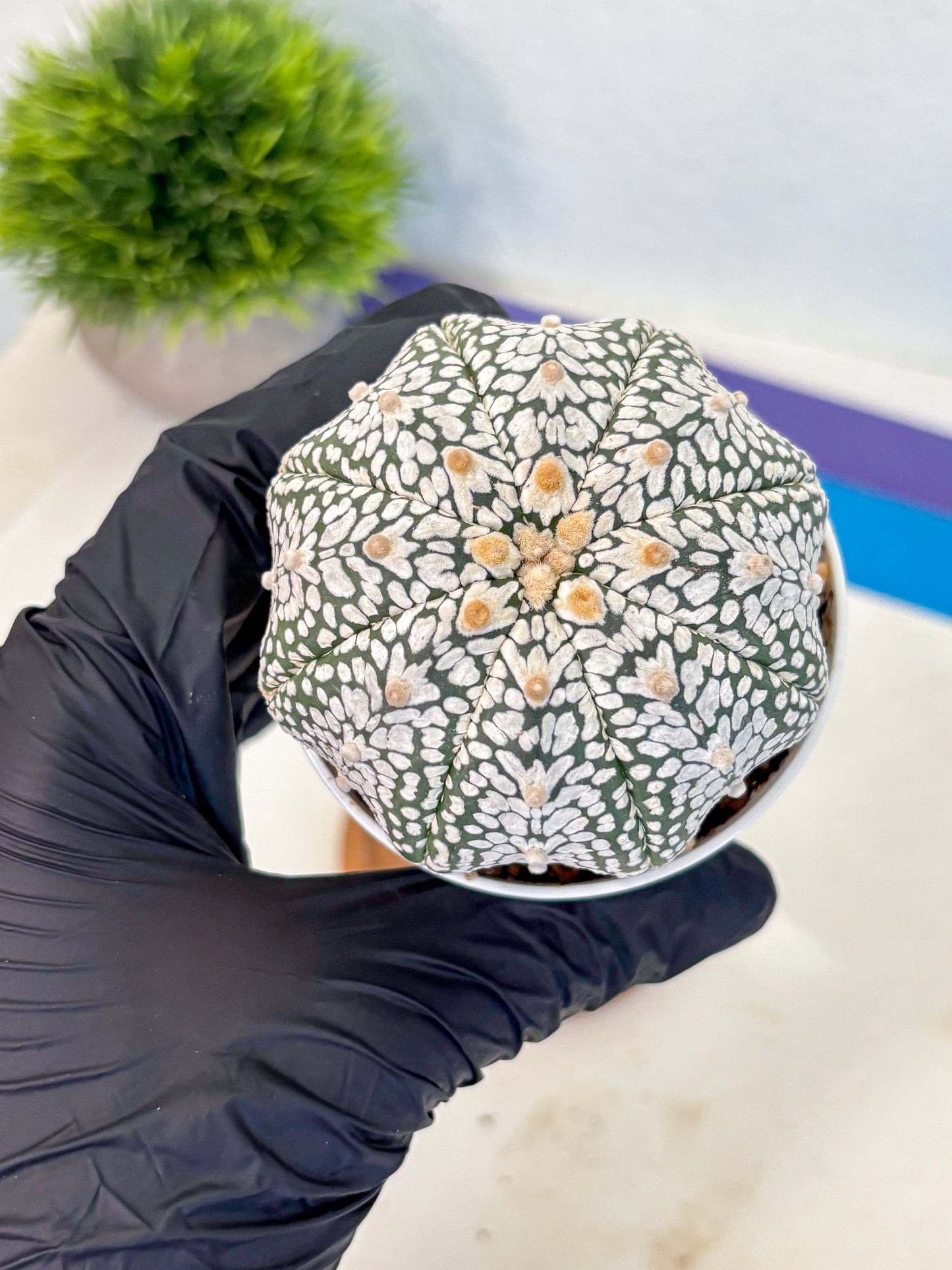 Astrophytum V Type (at5) (07) |  Sea urchin cactus