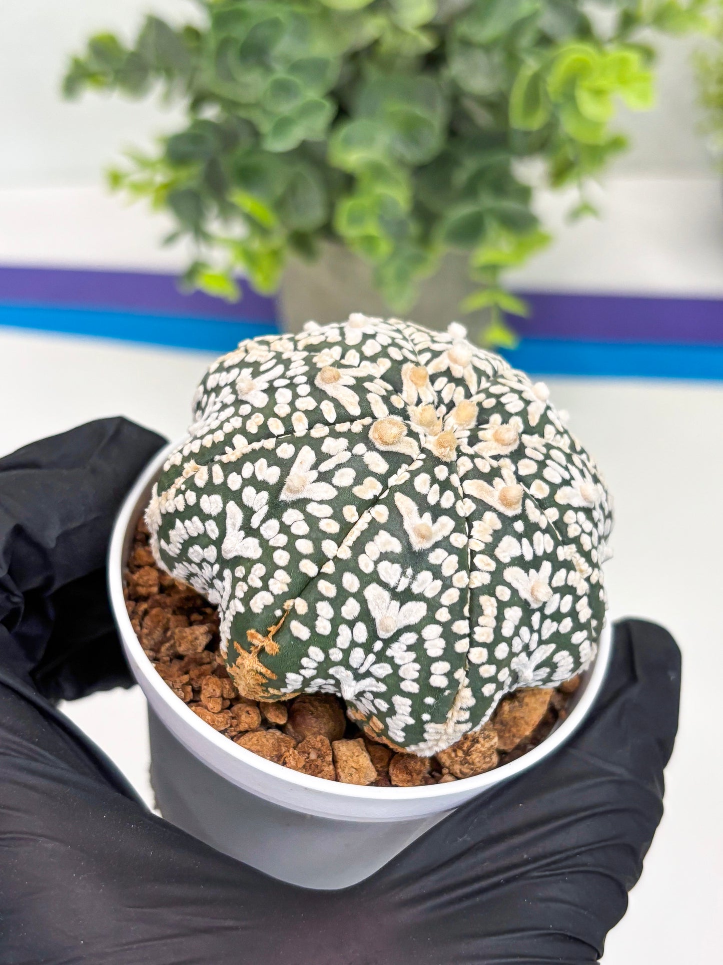 Astrophytum Super Kabuto V Type (T4) (p4) | USA Plant SHOP