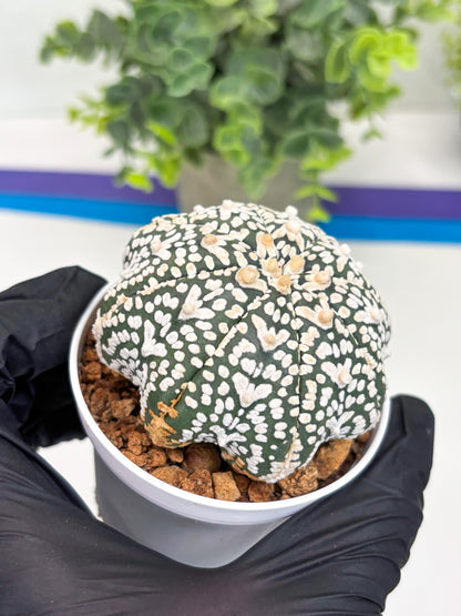 Astrophytum Super Kabuto V Type (T4) (p4) | USA Plant SHOP