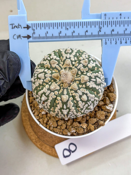 Astrophytum V Type (at2) (08) | Live Plant | Rare Collection