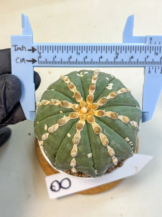 Astrophytum V Type Nudum (at9) (08) | Live Cactus