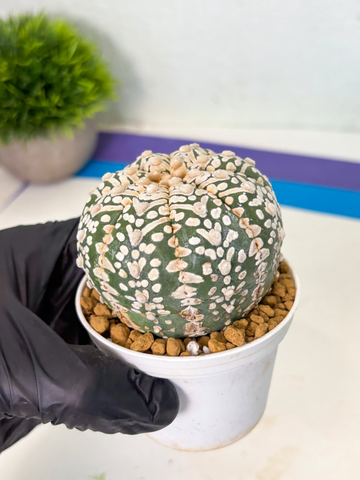 Astrophytum V-Type (at4) (r7) | Ship from Nevada