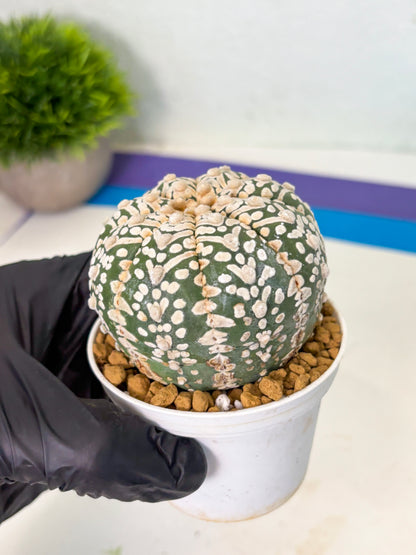 Astrophytum V-Type (at4) (r7) | Ship from Nevada