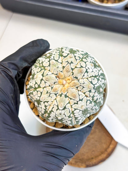 Astrophytum V-Type (at4) (r4) | Ship from Nevada