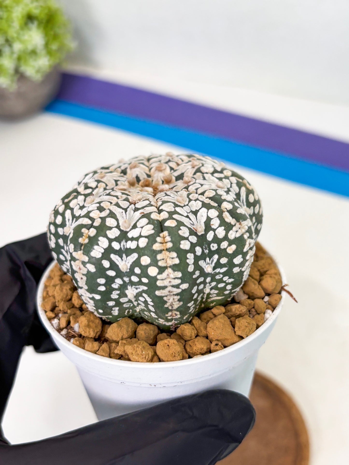 Astrophytum Star Shape (at2) (b2) | Japanese Import