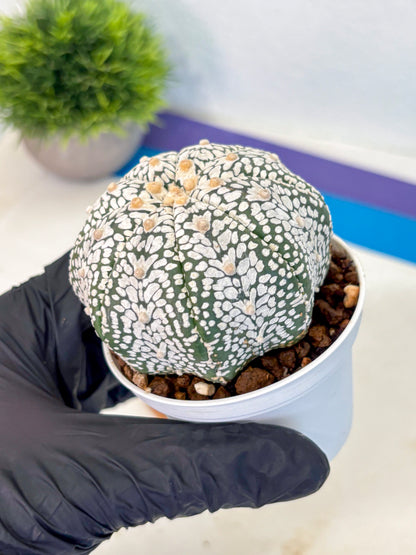 Astrophytum V Type (at5) (07) |  Sea urchin cactus