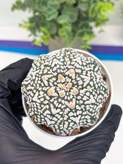 Astrophytum Super Kabuto V Type (T4) (p4) | USA Plant SHOP