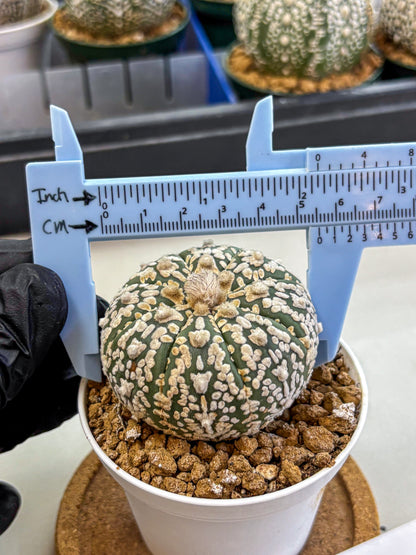 Astrophytum V Type (at2) (08) | Live Plant | Rare Collection