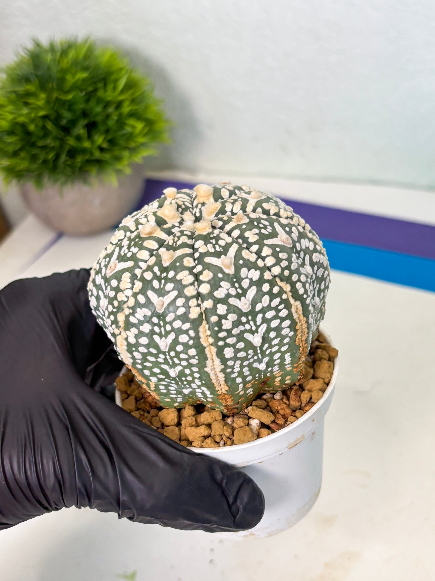 Astrophytum V-Type (at4) (y3) | Ship from Nevada