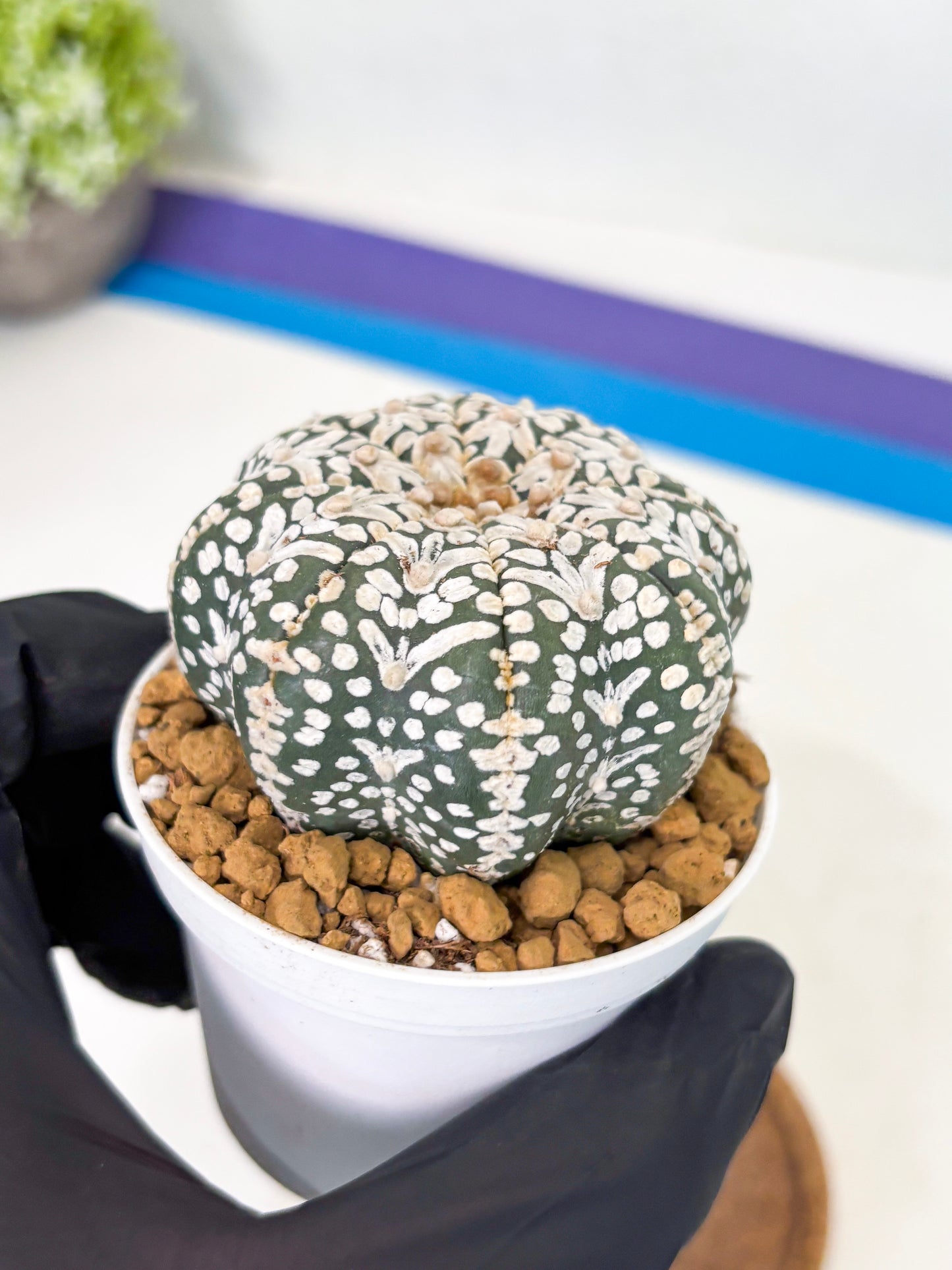 Astrophytum Star Shape (at2) (b2) | Japanese Import