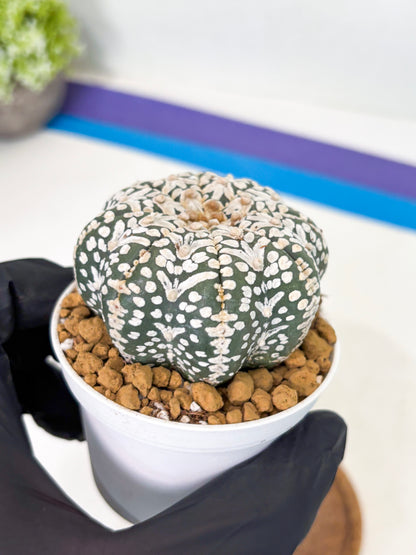 Astrophytum Star Shape (at2) (b2) | Japanese Import