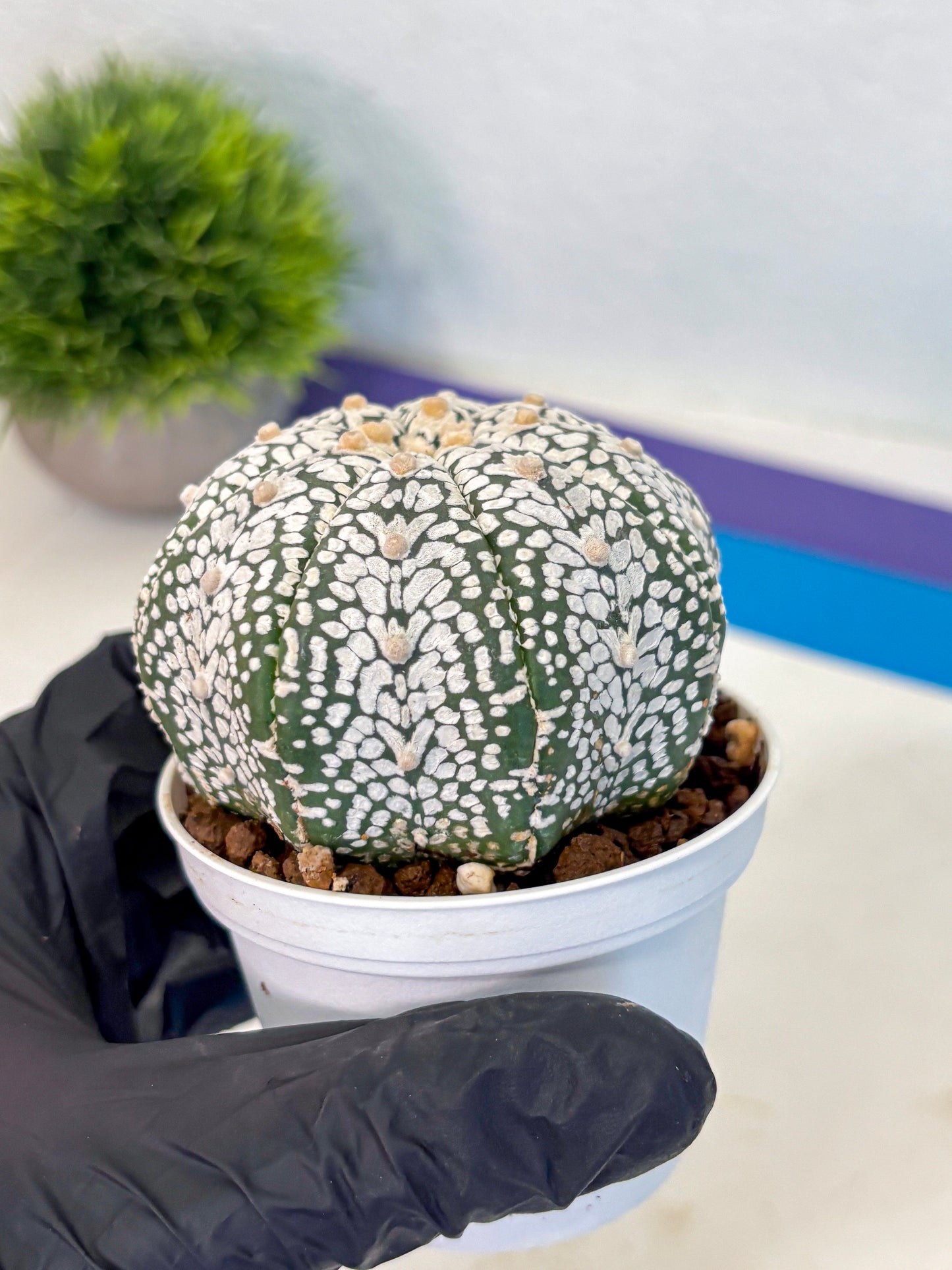 Astrophytum V Type (at5) (07) |  Sea urchin cactus
