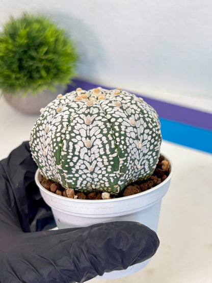 Astrophytum V Type (at5) (07) |  Sea urchin cactus