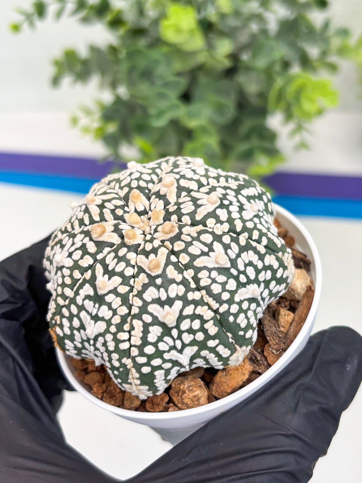 Astrophytum Super Kabuto V Type (T4) (p4) | USA Plant SHOP