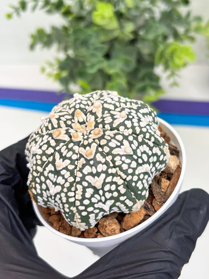 Astrophytum Super Kabuto V Type (T4) (p4) | USA Plant SHOP