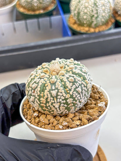 Astrophytum V Type (at2) (08) | Live Plant | Rare Collection
