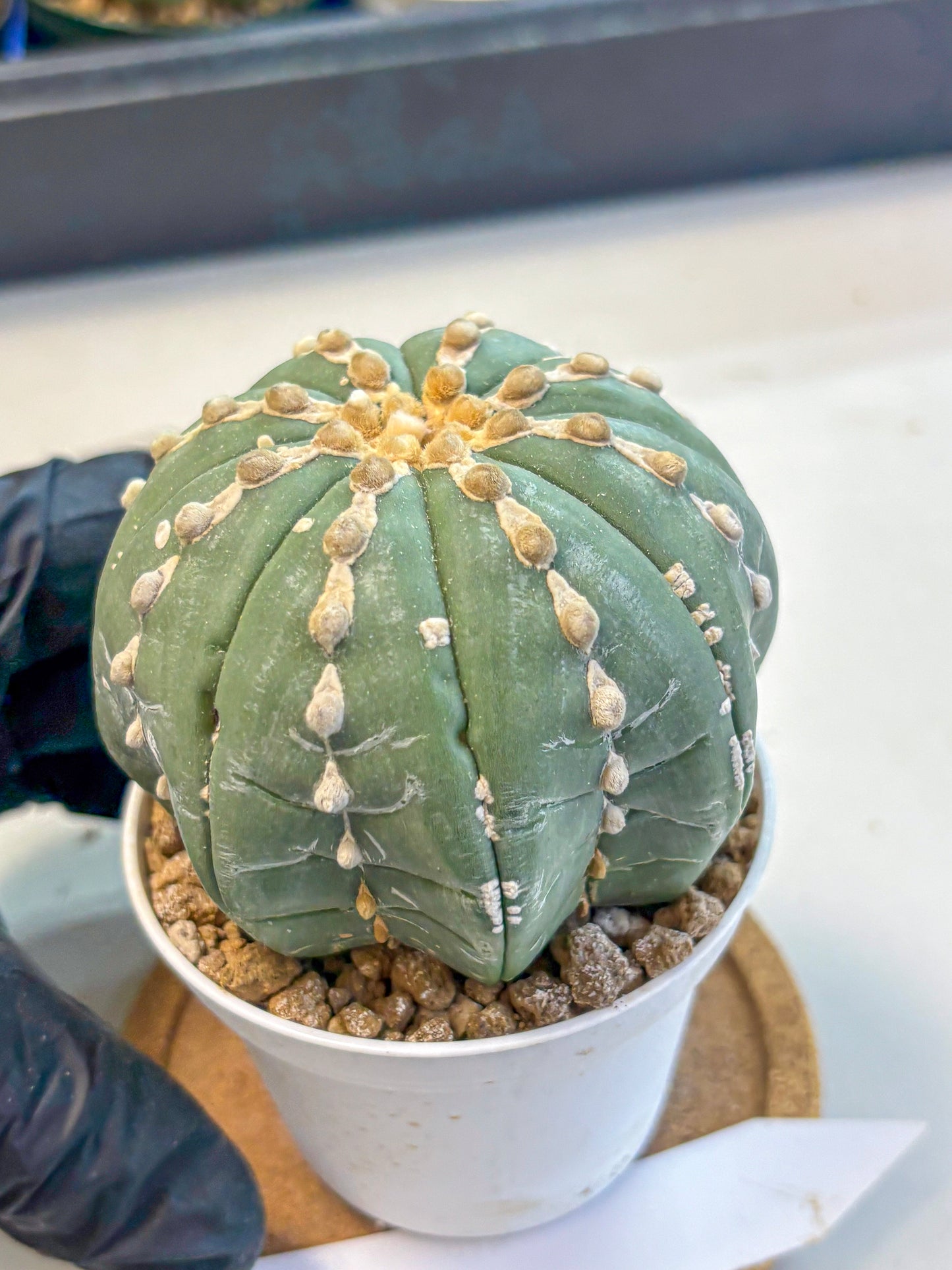 Astrophytum V Type Nudum (at9) (08) | Live Cactus