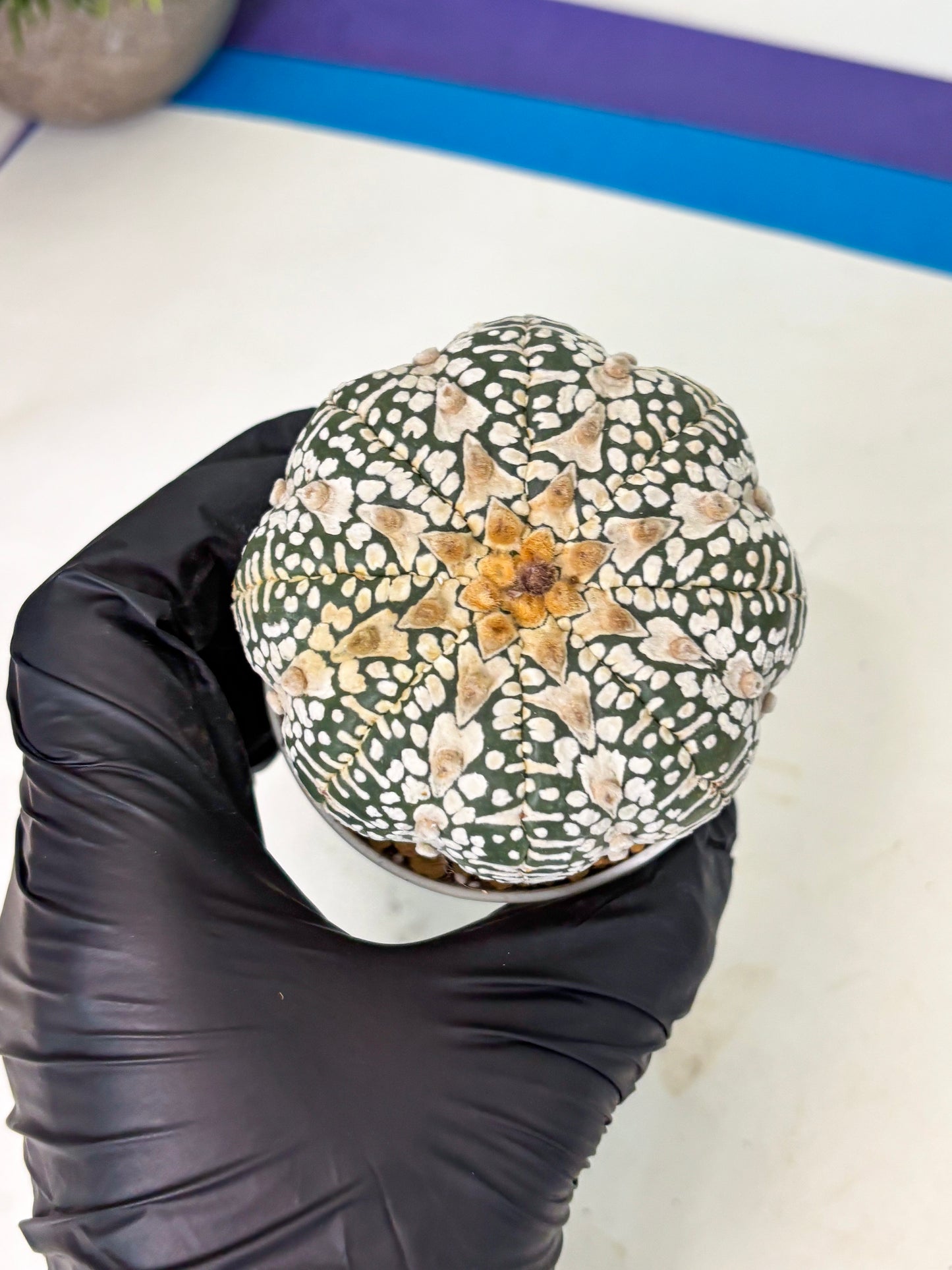 Astrophytum V-Type (at4) (r3) | Ship from Nevada