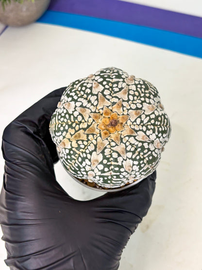 Astrophytum V-Type (at4) (r3) | Ship from Nevada