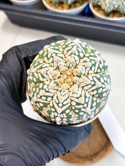 Astrophytum V-Type (at4) (r7) | Ship from Nevada