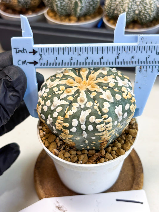 Astrophytum V-Type (at4) (y1) | Ship from Nevada