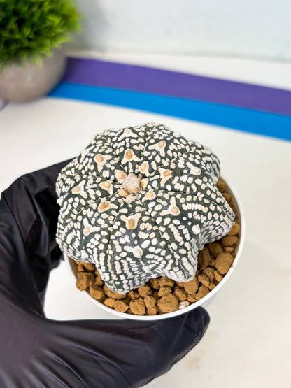 Astrophytum Star Shape (at4) (g4) | Imported Plant