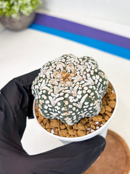 Astrophytum Star Shape (at2) (b2) | Japanese Import