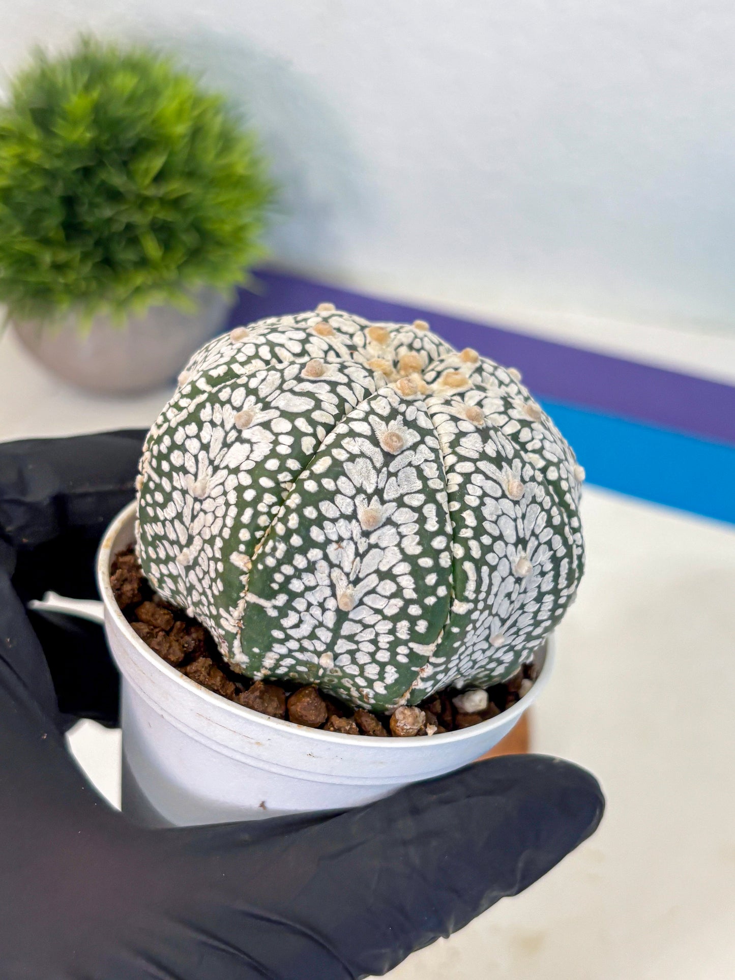 Astrophytum V Type (at5) (07) |  Sea urchin cactus