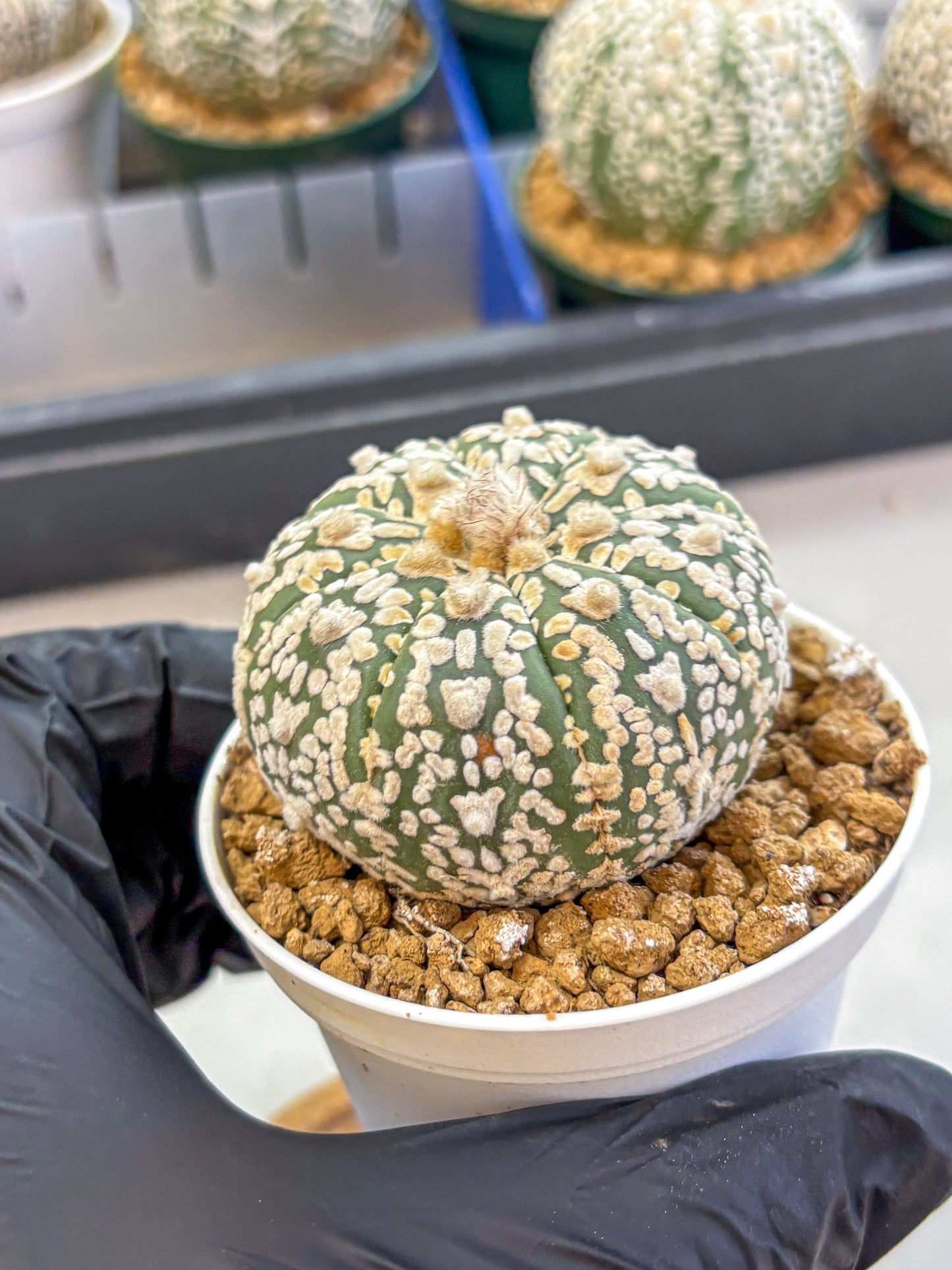 Astrophytum V Type (at2) (08) | Live Plant | Rare Collection
